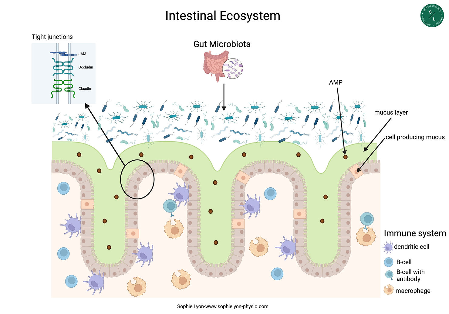 Infographic of the human digestive system with highlighted gut microbiota.